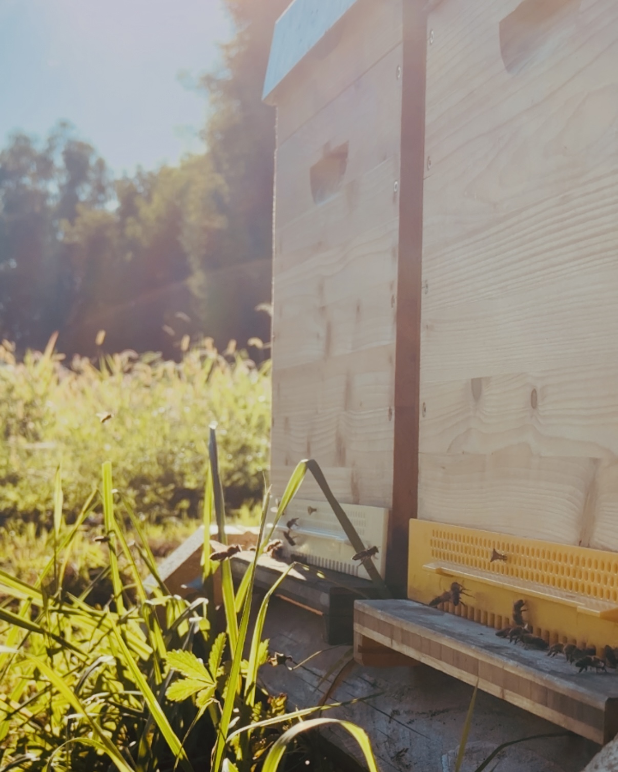 Bienen fliegen vor einem Holz-Bienenstock am Rand einer blühenden Wiese