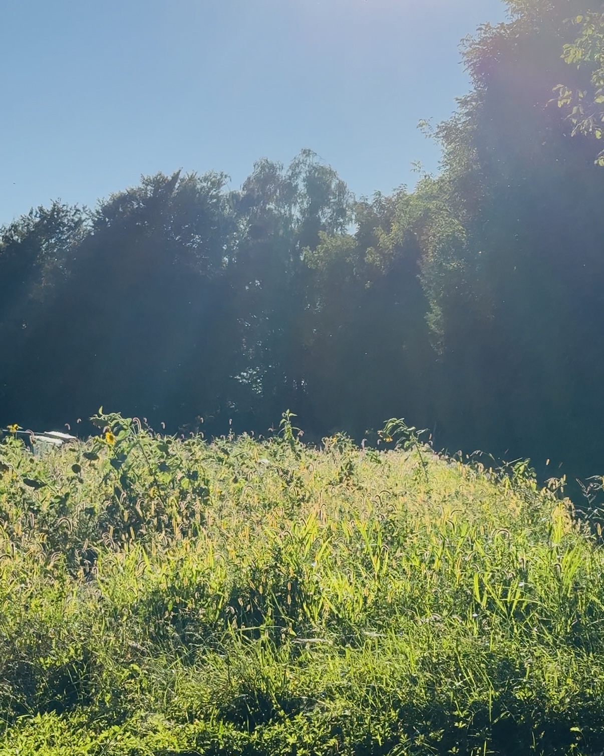 Sommerwiese mit hohem Gras vor einem Waldrand im Sonnenlicht