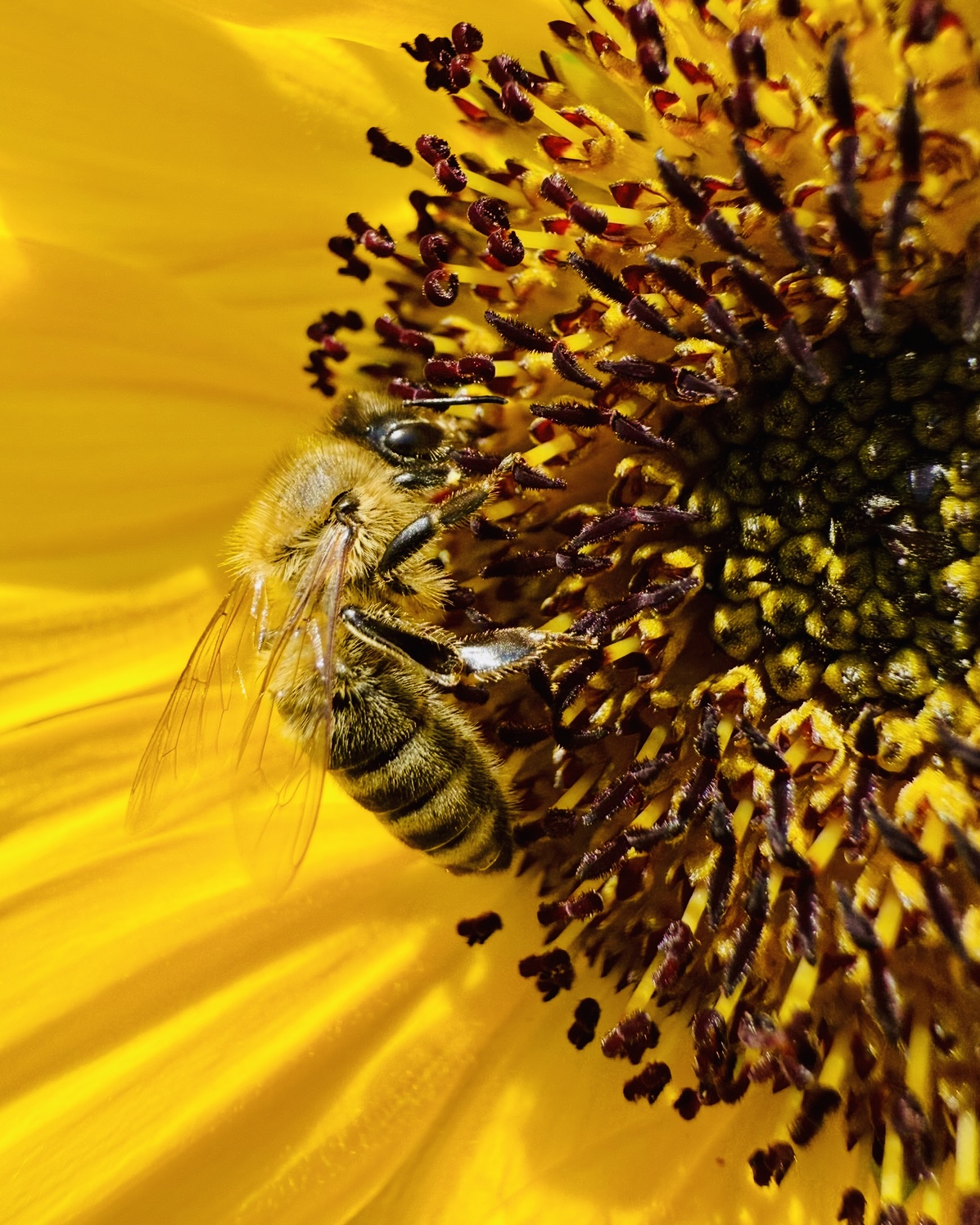 Honigbiene sammelt Nektar auf einer Sonnenblume