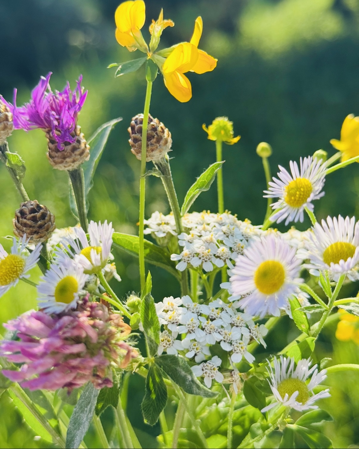 Bunte Wildblumen mit Margeriten, Klee und gelben Blüten an einem sonnigen Tag